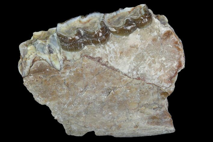 Oligocene Horse (Mesohippus) Jaw Section #101852